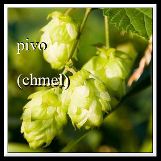pivo