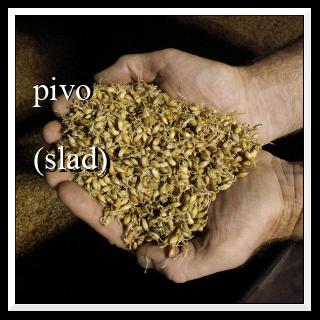 pivo