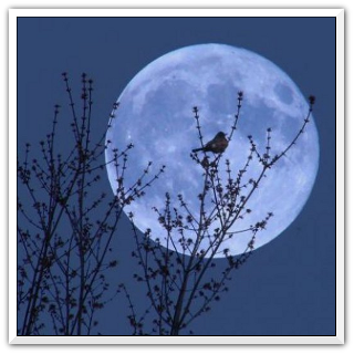 modrý
